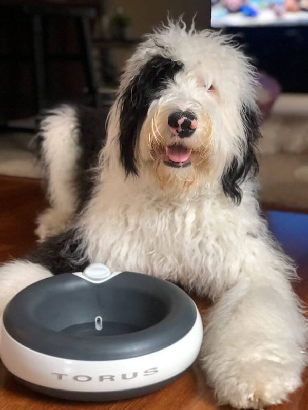 Old English Sheepdog with bowl