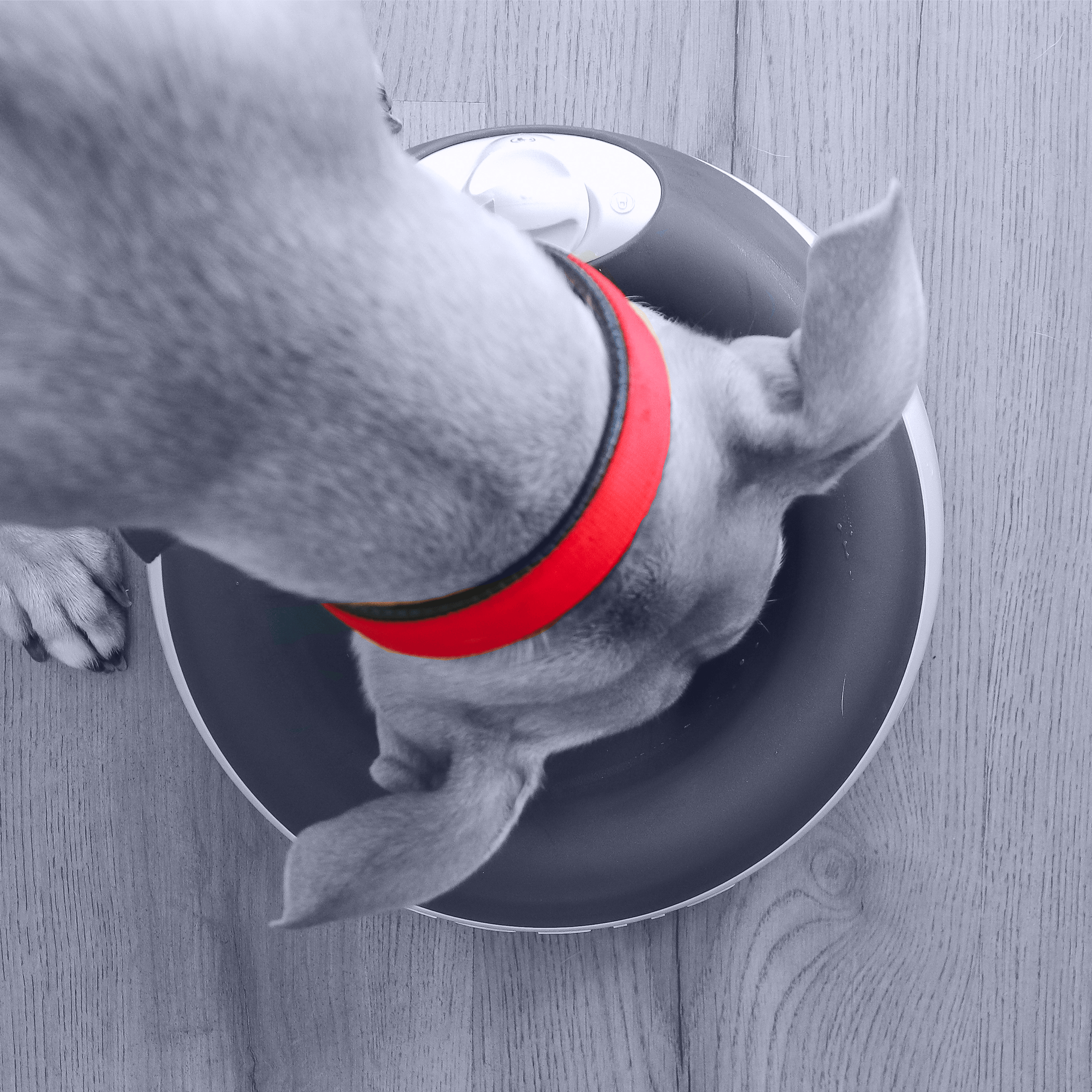 Dog eating from smart bowl - FAQ