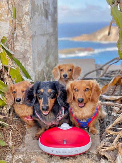 Four small dogs with Torus water bowl