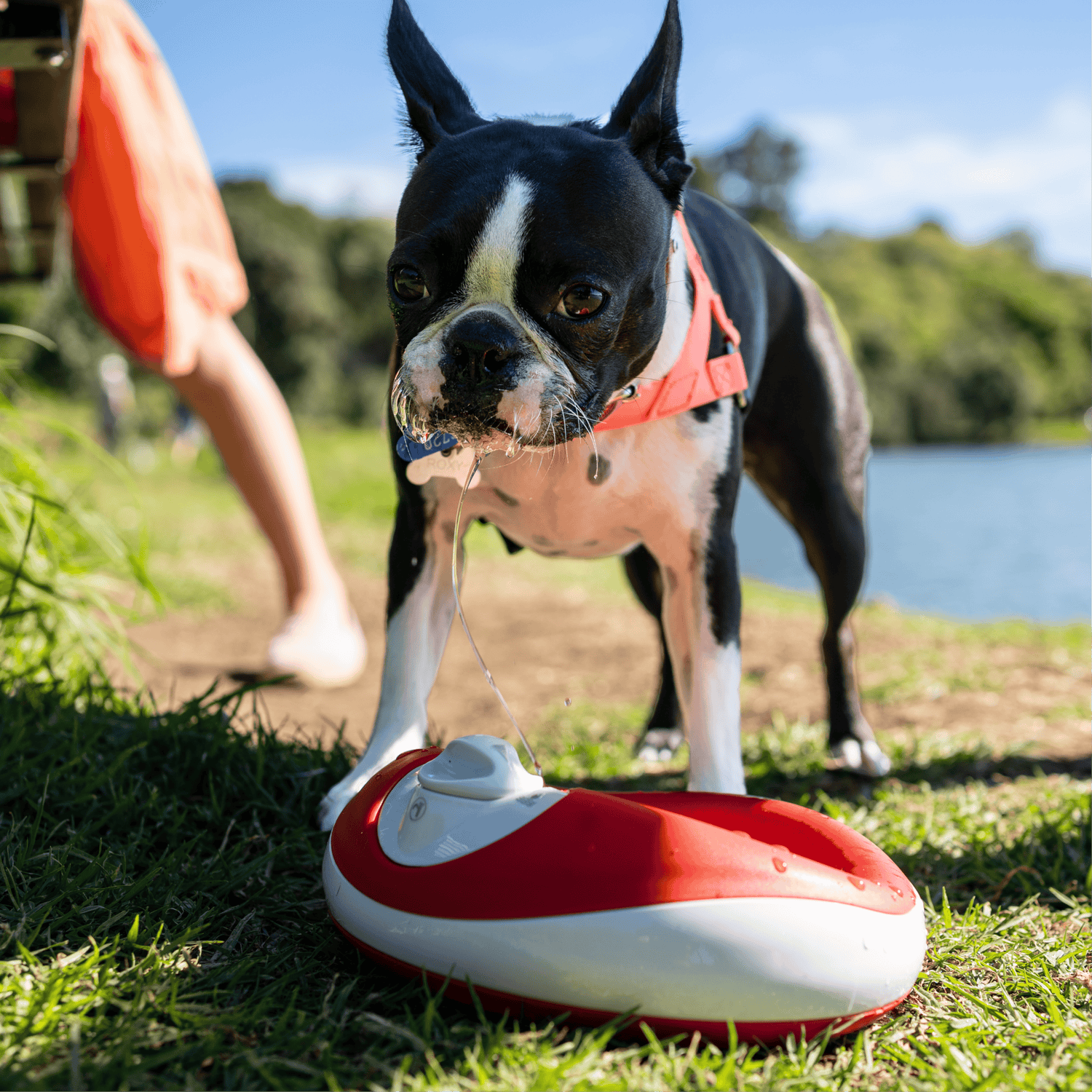 Boston terrier drinking from a red water bowl, Frame 24