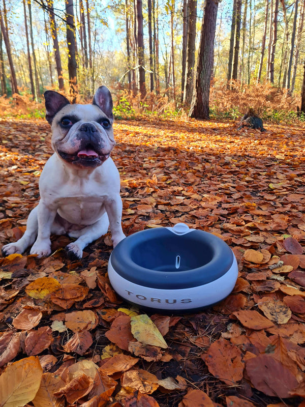 French bulldog with Torus water bowl in autumn leaves