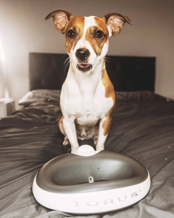 Jack Russell Terrier with Torus water bowl