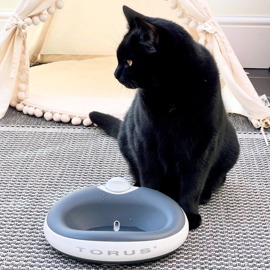 Torus pet lifestyle