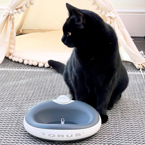 Instagram black cat with Torus water fountain