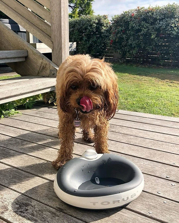 Jazz the dog with Torus water dispenser