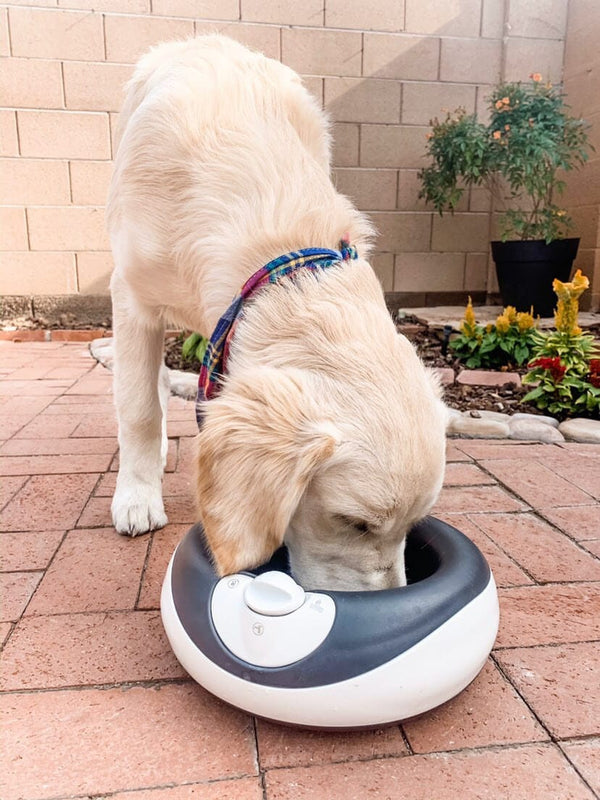 Lab drinking from a water bowl