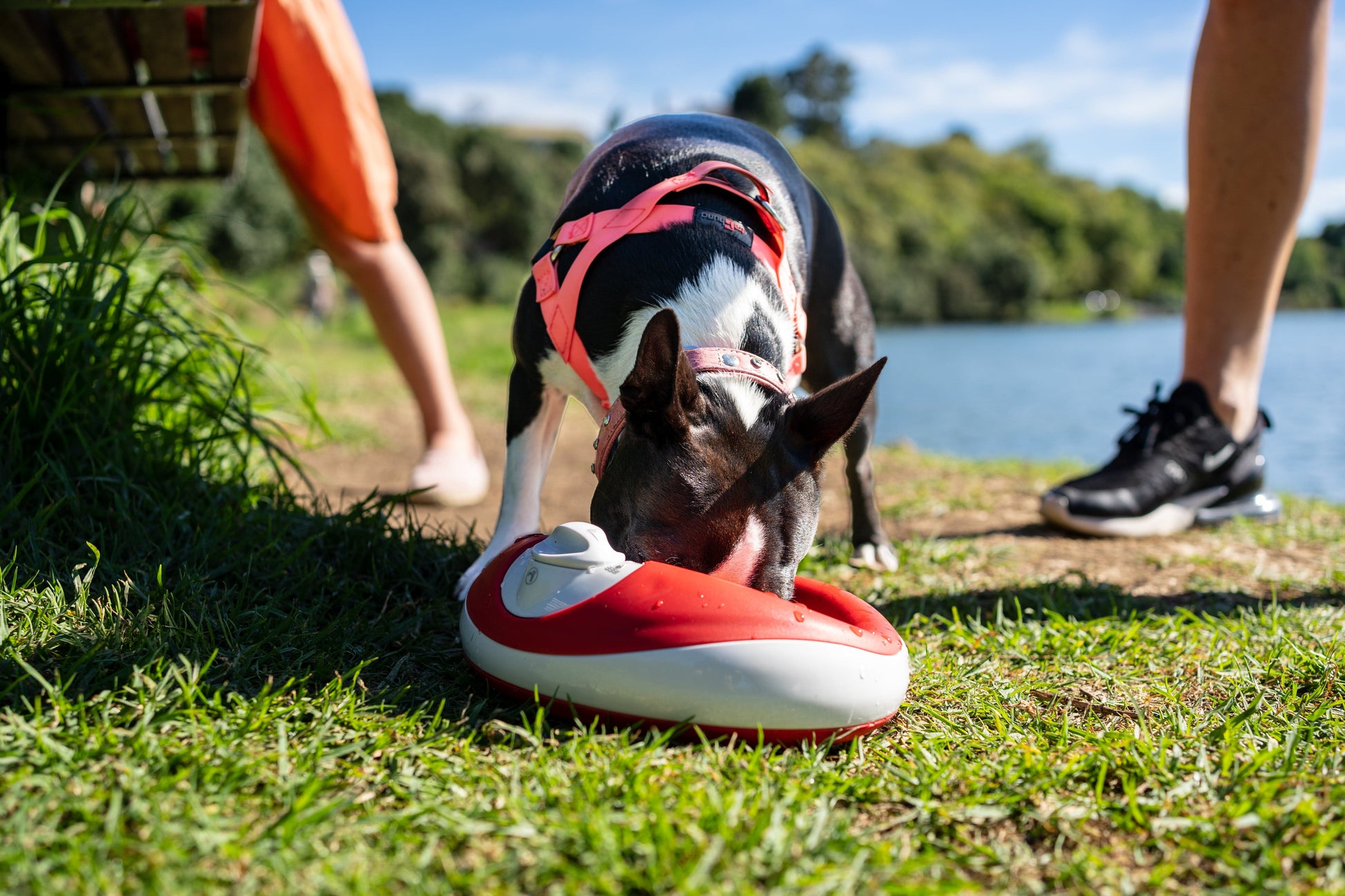 Dog playing with a red torus toy near water - TORUS-Mar_21-IMG-23