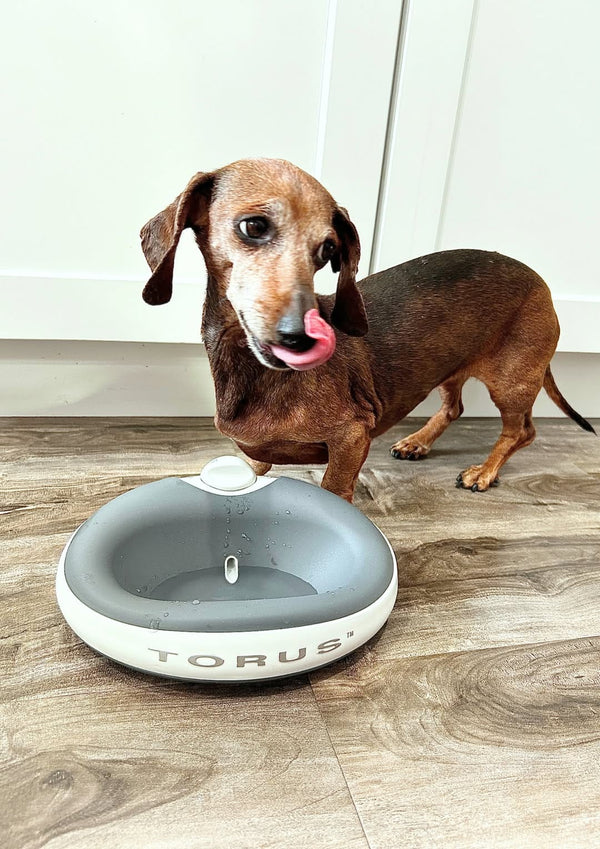 Doxie licking its chops by water bowl, Tongue Out Tuesday