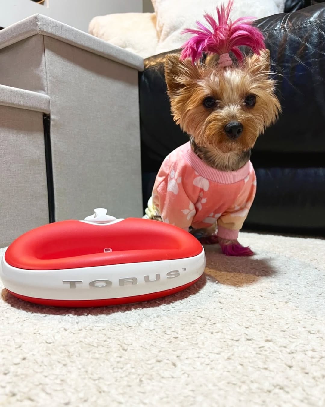 Torus pet lifestyle