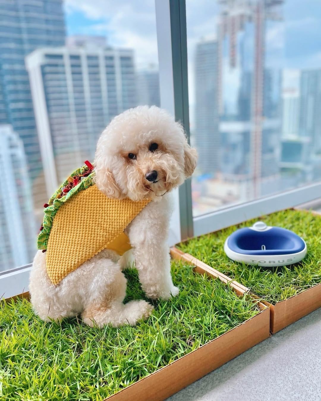 Torus pet lifestyle