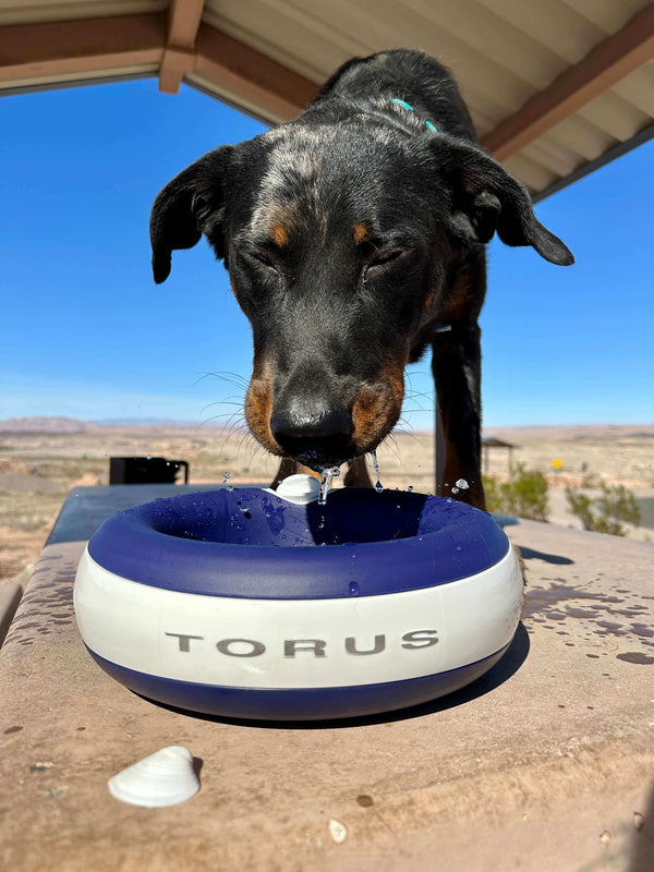 Dog drinking from a Torus pet water bowl
