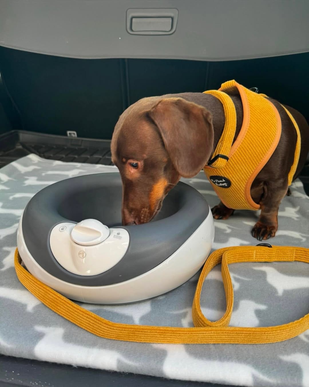 Torus pet lifestyle