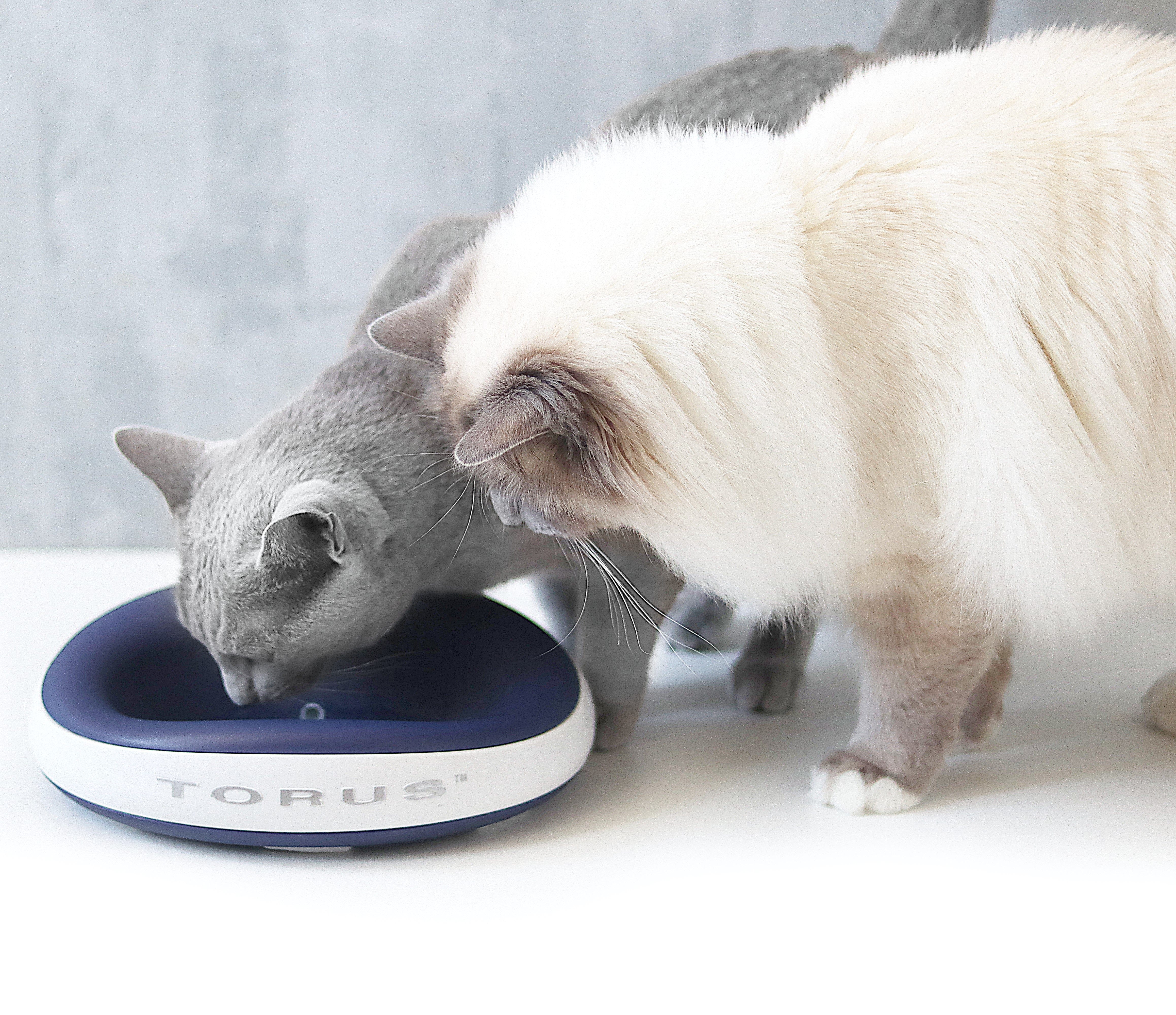 Two cats drinking from a Torus hydration system