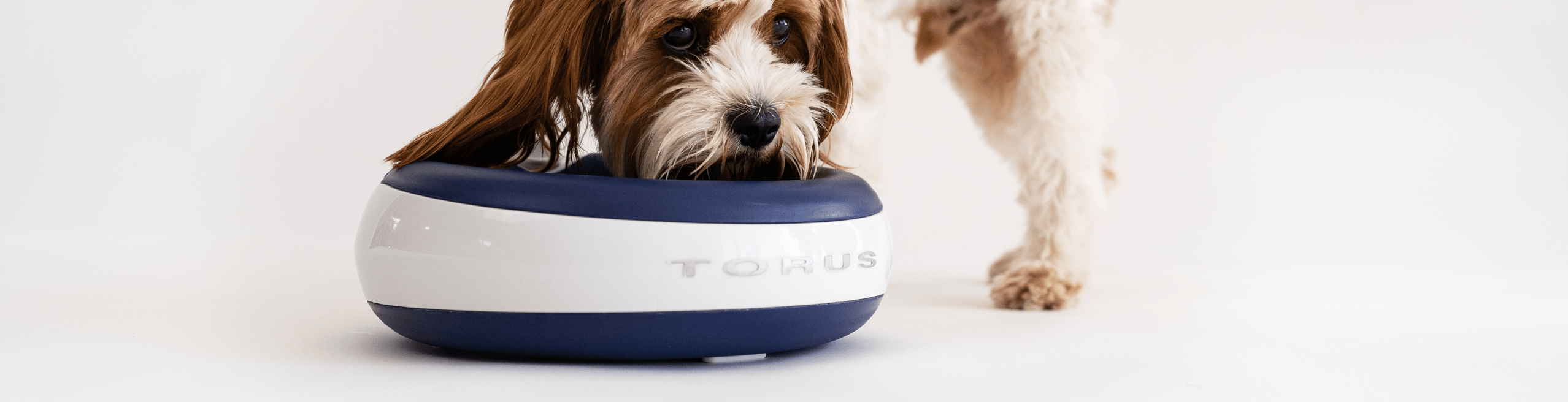 Dog eating from circle rewards bowl.